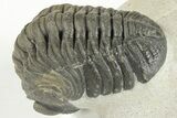 Detailed Austerops Trilobite - Excellent Eyes #204228-4